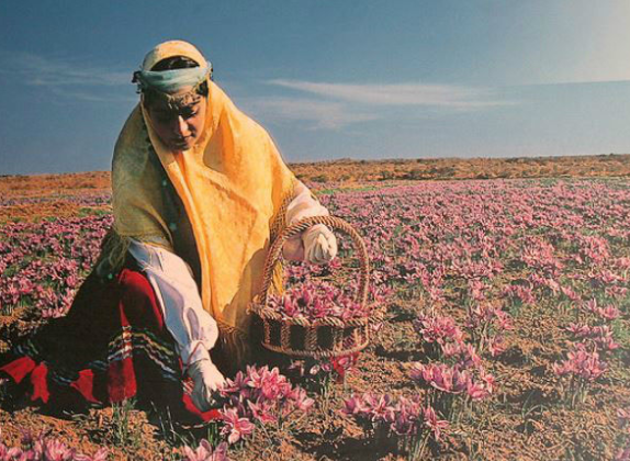 西藏藏红花的价格多少一克？在什么地方买便宜？