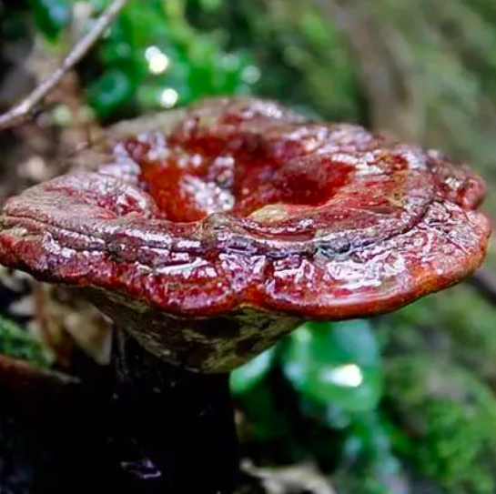 四类人不能吃灵芝孢子粉