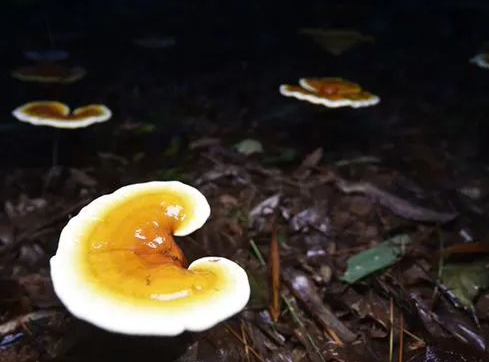 仿野生灵芝多少钱一斤？