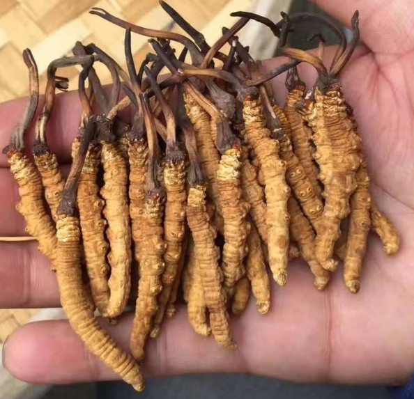  新鲜冬虫夏草的功效与作用及食用方法禁忌（新鲜冬虫夏草的吃法怎样最好?）