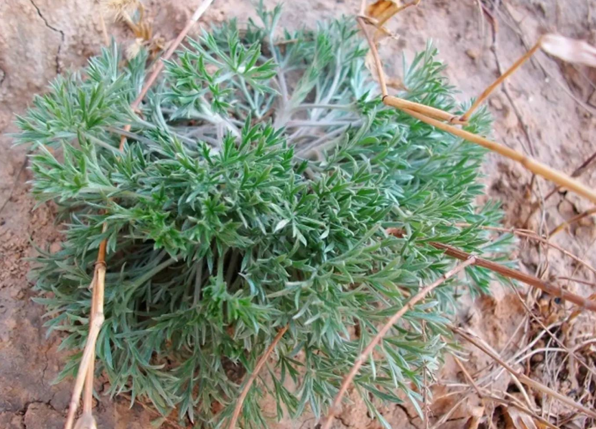 白蒿如何食用方法（白蒿怎样食用）