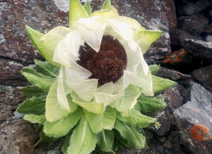  天山雪莲花价格多少钱一朵（天山雪莲花）