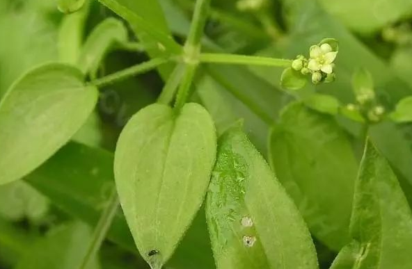 茜草生地膏的功效与作用（茜草生地乌发膏制作方法）