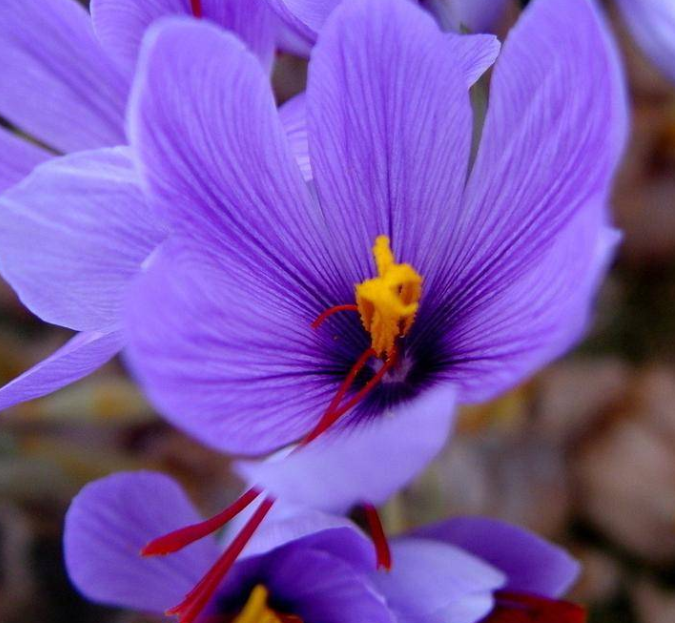 藏红花（藏红花产地）